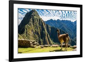 Llama at Machu Picchu, Incas Ruins in the Peruvian Andes at Cuzco Peru-OSTILL-Framed Photographic Print