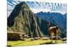 Llama at Machu Picchu, Incas Ruins in the Peruvian Andes at Cuzco Peru-OSTILL-Mounted Photographic Print