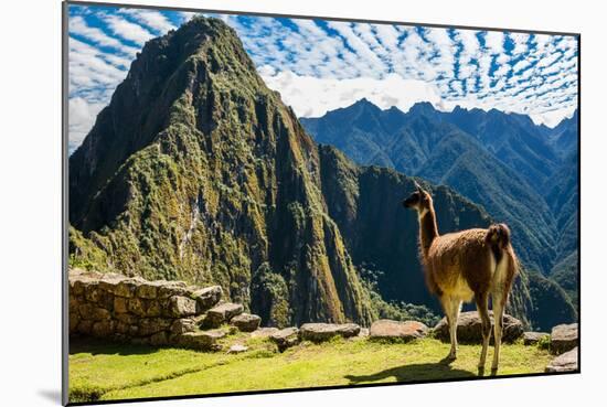 Llama at Machu Picchu, Incas Ruins in the Peruvian Andes at Cuzco Peru-OSTILL-Mounted Photographic Print