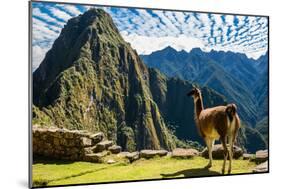 Llama at Machu Picchu, Incas Ruins in the Peruvian Andes at Cuzco Peru-OSTILL-Mounted Photographic Print