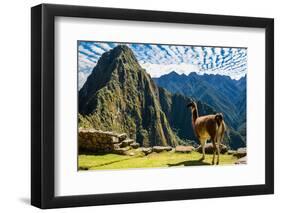 Llama at Machu Picchu, Incas Ruins in the Peruvian Andes at Cuzco Peru-OSTILL-Framed Photographic Print