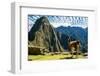 Llama at Machu Picchu, Incas Ruins in the Peruvian Andes at Cuzco Peru-OSTILL-Framed Photographic Print