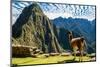 Llama at Machu Picchu, Incas Ruins in the Peruvian Andes at Cuzco Peru-OSTILL-Mounted Photographic Print