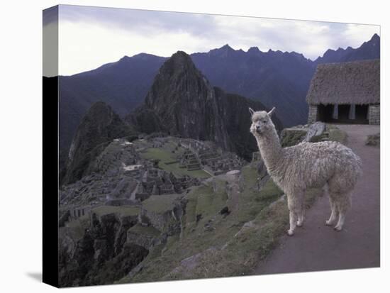 Llama by Guard House, Ruins, Machu Picchu, Peru-Claudia Adams-Stretched Canvas