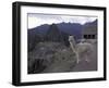 Llama by Guard House, Ruins, Machu Picchu, Peru-Claudia Adams-Framed Photographic Print