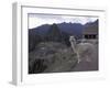 Llama by Guard House, Ruins, Machu Picchu, Peru-Claudia Adams-Framed Photographic Print