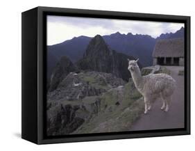 Llama by Guard House, Ruins, Machu Picchu, Peru-Claudia Adams-Framed Stretched Canvas