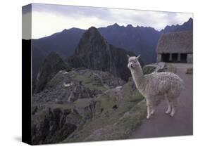 Llama by Guard House, Ruins, Machu Picchu, Peru-Claudia Adams-Stretched Canvas