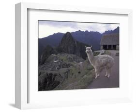 Llama by Guard House, Ruins, Machu Picchu, Peru-Claudia Adams-Framed Photographic Print