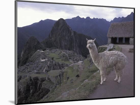 Llama by Guard House, Ruins, Machu Picchu, Peru-Claudia Adams-Mounted Photographic Print