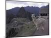 Llama by Guard House, Ruins, Machu Picchu, Peru-Claudia Adams-Mounted Photographic Print