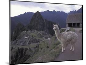 Llama by Guard House, Ruins, Machu Picchu, Peru-Claudia Adams-Mounted Photographic Print