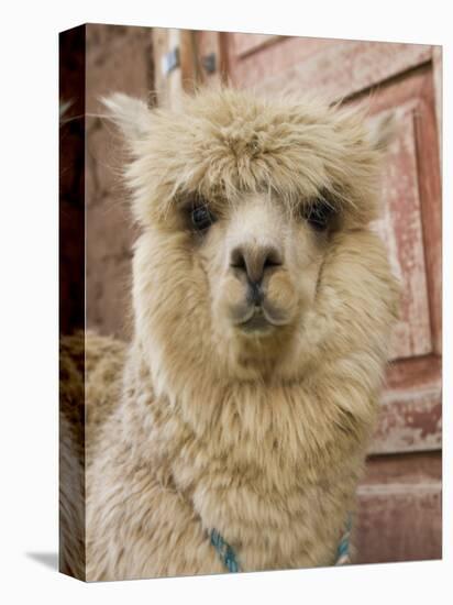 Llama, Cuzco, Peru-Merrill Images-Stretched Canvas