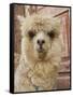 Llama, Cuzco, Peru-Merrill Images-Framed Stretched Canvas