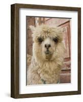 Llama, Cuzco, Peru-Merrill Images-Framed Photographic Print