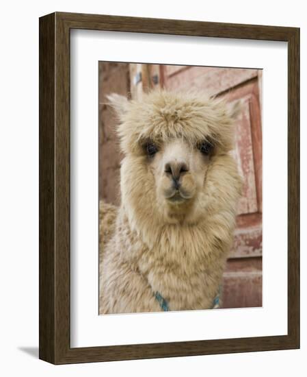 Llama, Cuzco, Peru-Merrill Images-Framed Photographic Print