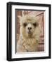 Llama, Cuzco, Peru-Merrill Images-Framed Photographic Print