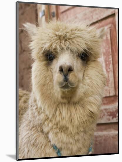 Llama, Cuzco, Peru-Merrill Images-Mounted Photographic Print