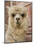 Llama, Cuzco, Peru-Merrill Images-Mounted Photographic Print