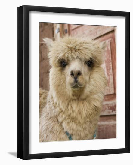 Llama, Cuzco, Peru-Merrill Images-Framed Photographic Print