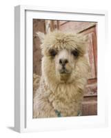 Llama, Cuzco, Peru-Merrill Images-Framed Photographic Print