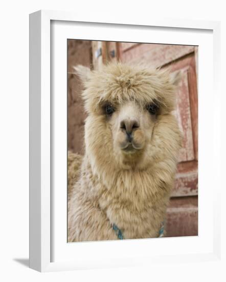 Llama, Cuzco, Peru-Merrill Images-Framed Photographic Print