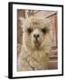 Llama, Cuzco, Peru-Merrill Images-Framed Photographic Print