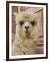 Llama, Cuzco, Peru-Merrill Images-Framed Photographic Print