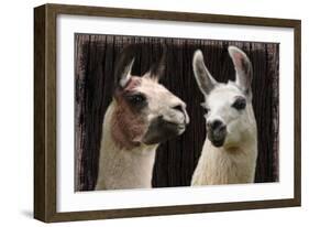 Llama Discussion-Marcus Prime-Framed Art Print