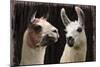 Llama Discussion-Marcus Prime-Mounted Art Print