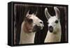 Llama Discussion-Marcus Prime-Framed Stretched Canvas