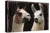 Llama Discussion-Marcus Prime-Stretched Canvas