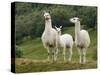 Llama Family-Richardson Rolf-Stretched Canvas