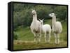 Llama Family-Richardson Rolf-Framed Stretched Canvas