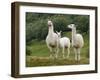 Llama Family-Richardson Rolf-Framed Photographic Print