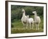 Llama Family-Richardson Rolf-Framed Photographic Print