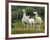 Llama Family-Richardson Rolf-Framed Photographic Print