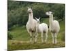 Llama Family-Richardson Rolf-Mounted Photographic Print