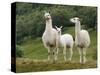 Llama Family-Richardson Rolf-Stretched Canvas