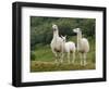 Llama Family-Richardson Rolf-Framed Photographic Print