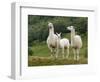 Llama Family-Richardson Rolf-Framed Photographic Print