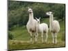 Llama Family-Richardson Rolf-Mounted Photographic Print