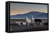 Llama Gathering in the Sajama National Park-Alex Saberi-Framed Stretched Canvas