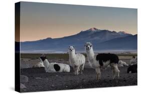 Llama Gathering in the Sajama National Park-Alex Saberi-Stretched Canvas