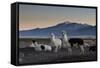 Llama Gathering in the Sajama National Park-Alex Saberi-Framed Stretched Canvas