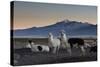 Llama Gathering in the Sajama National Park-Alex Saberi-Stretched Canvas