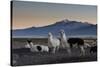 Llama Gathering in the Sajama National Park-Alex Saberi-Stretched Canvas