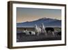 Llama Gathering in the Sajama National Park-Alex Saberi-Framed Photographic Print