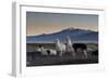 Llama Gathering in the Sajama National Park-Alex Saberi-Framed Photographic Print