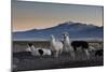 Llama Gathering in the Sajama National Park-Alex Saberi-Mounted Photographic Print